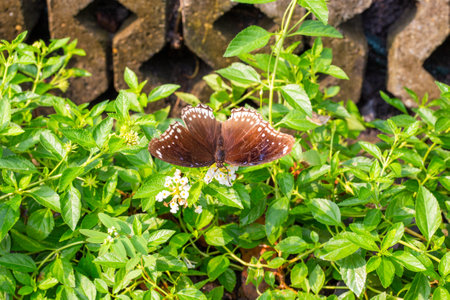 Hypolimnas bolina A large brown butterfly with variegated wings in a tropical garden.の写真素材