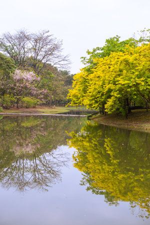 Tranquil park scenery with pond reflecting blooming yellow trees and green vegetation.