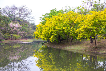 Tranquil park scenery with pond reflecting blooming yellow trees and green vegetation.の写真素材