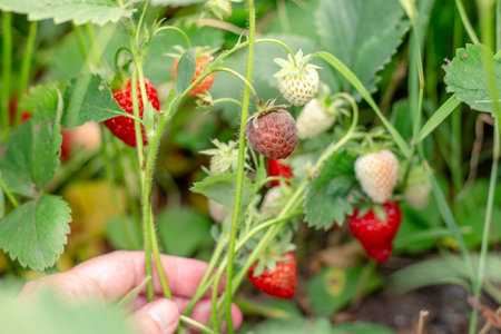A gardener examines a spoiled strawberry on a bush. Strawberry disease black and gray rot.の写真素材