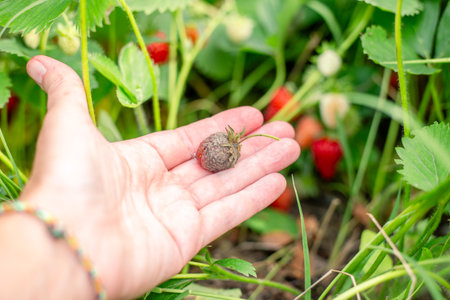 A woman hand holds a spoiled strawberry berry, having picked it from a bush. Strawberry disease black and gray rot.の写真素材