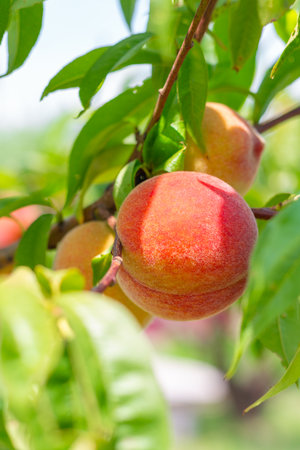 Ripe juicy peaches on a tree branch on a sunny summer day, close-up. Growing fruits in the garden and caring for trees.の写真素材