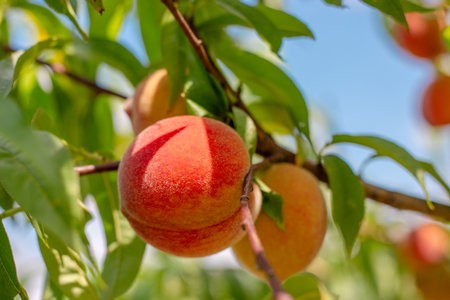 Ripe juicy peaches on a tree branch on a sunny summer day, close-up. Growing fruits in the garden and caring for trees.の写真素材
