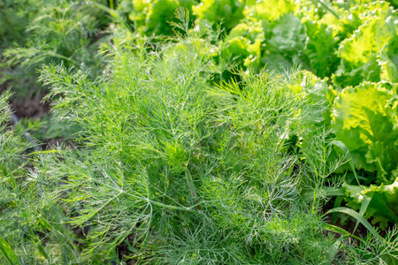 dill and green leaf lettuce in a garden bed on a summer day. Growing fresh herbs in the garden.の写真素材