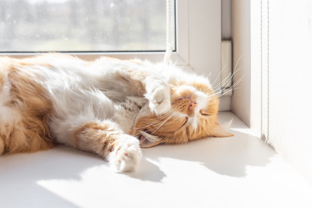 A ginger cat sleeps cutely on a white windowsill, covering his face with his paw, enjoying the sunlight.の写真素材