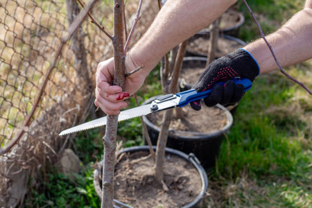 A gardener cut his finger while pruning a small potted tree with a folding saw, preparing it for...