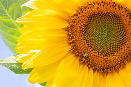 Close-up of a sunflower with a core and a bee collecting pollen on its bright yellow petals.の写真素材