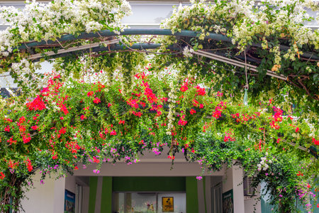 A picturesque arch covered in lush greenery with cascading white and red bougainvillea flowers frames the entrance to the building.の写真素材