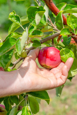 A hand reaches out to pick a ripe red apple from a branch laden with fruit and green leaves in an orchard. Fruit harvesting.の写真素材