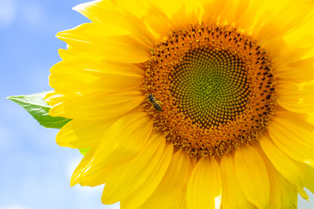Close-up of a sunflower with a core and a bee collecting pollen on its bright yellow petals.の写真素材