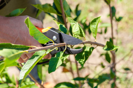 Close up of persons hand pruning peach tree branch with pruning shears, garden and plant care.