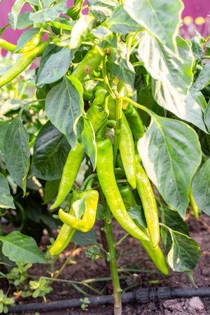 The bush plant produces a rich harvest of green chili peppers, a vegetable seasoning for adding spice to dishes.の写真素材