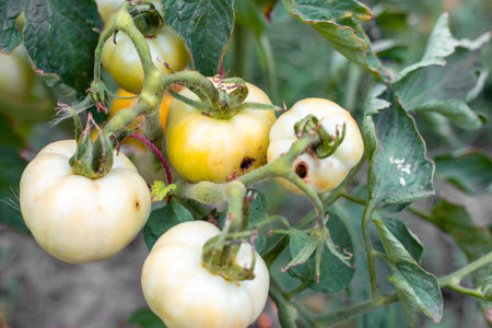 Unripe tomatoes on vines show signs of damage left by caterpillars.の写真素材