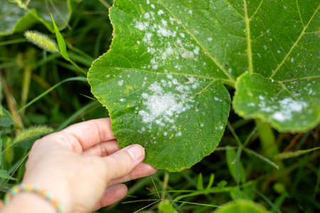 Hand holding a large green pumpkin leaf affected by powdery mildew on a blurred background.