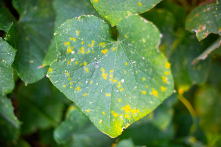 Signs of disease in the form of yellow spots are visible on a cucumber leaf, cucumber mosaic, viral...