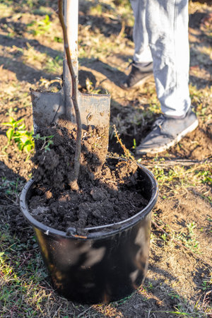 A gardener fills a black pot with soil using a shovel in preparation for planting a tree sapling.の写真素材