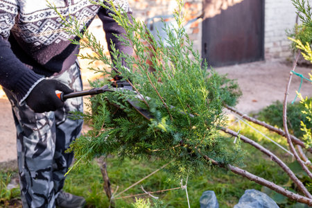 A gardener uses pruning shears to trim a juniper bush to maintain its shape and health outdoors.