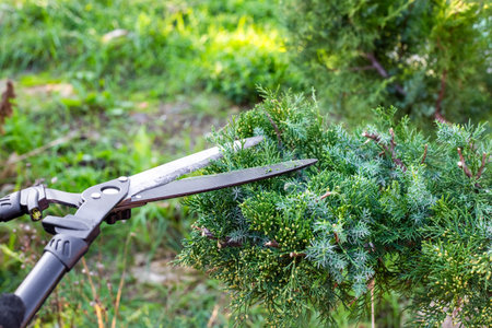 Trimming juniper bush with hedge trimmer, showing cut leaves, close-up.の写真素材