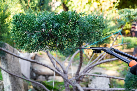 A gardener trims a juniper bush with hedge trimmers, shaping it for landscaping.の写真素材