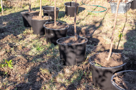 A row of newly planted young trees in black pots lined up in a garden. Garden nursery.の写真素材