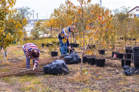 People preparing to plant fruit trees in a garden nursery, unpacking seedlings in a field for...
