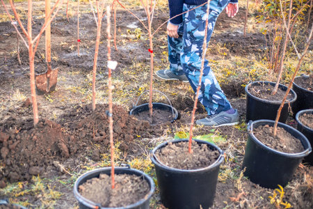 A man plants a small tree in a pot in a prepared hole in the garden. Growing a nursery.の写真素材