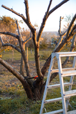 Ladder stands near pruned tree in garden, autumn care and pruning.の写真素材