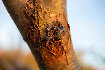 Close-up of tree sap oozing from a wound in the bark of a pruned branch.の写真素材