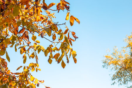 Golden autumn leaves decorate a tree branch, against a bright blue sky, changing seasons.