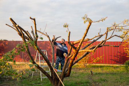 A man in a sweater trims a tree in a garden and covers the cuts in the autumn light.の写真素材