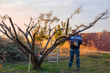 A man in a sweater trims a tree in a garden and covers the cuts in the autumn light.