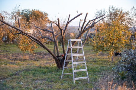 Ladder stands near pruned tree in garden, autumn care and pruning.