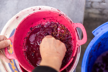 Crushed grapes are pressed through a sieve to make wine.の写真素材