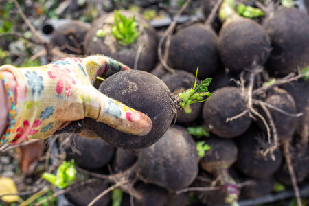 A gloved hand stacks freshly picked black radishes. Autumn vegetable harvest.