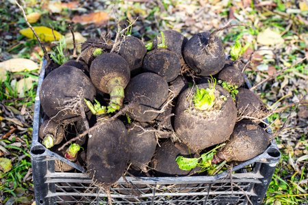 Freshly harvested black radish in a plastic crate, growing vegetables in the garden.の写真素材