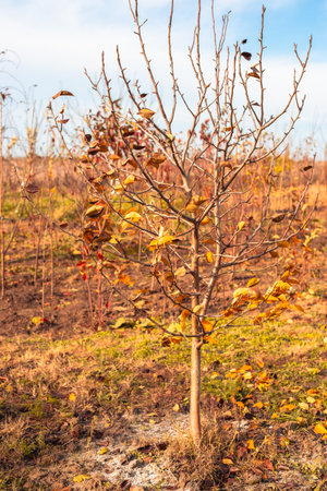 A young, nearly bare tree stands in a field, its branches laden with sparse autumn leaves.