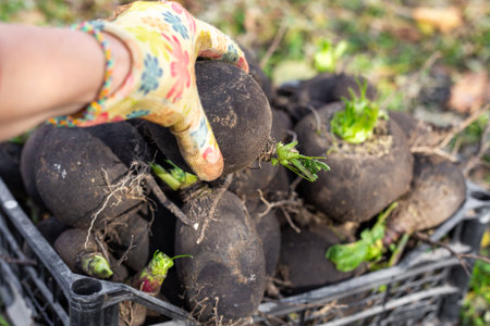 A gloved hand stacks freshly picked black radishes. Autumn vegetable harvest.の写真素材