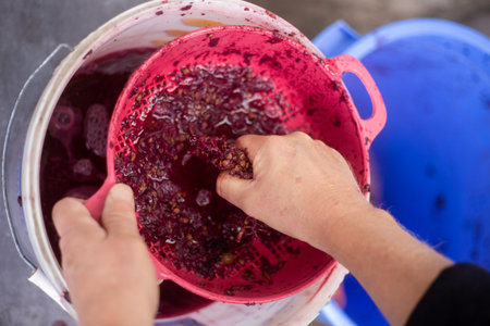 Hands pushing crushed grapes through a sieve to extract juice, demonstrating the manual process of winemaking.の写真素材