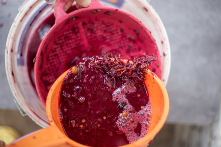 Crushed grapes are pressed through a sieve to obtain juice or wine.の写真素材