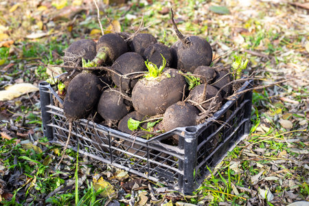 Freshly harvested black radish in a plastic crate, growing vegetables in the garden.の写真素材
