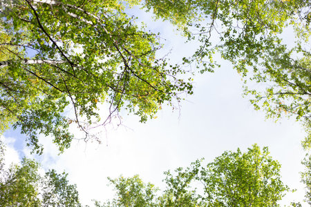 A view of a bright sky through the delicate green leaves and branches of birch trees, with scattered...