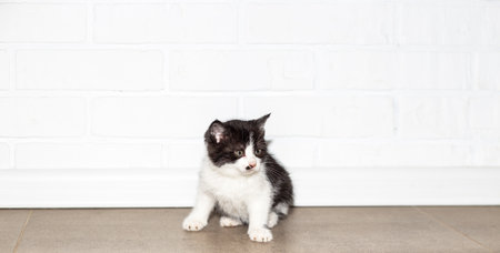 Black and white kitten against a white brick wall.の写真素材