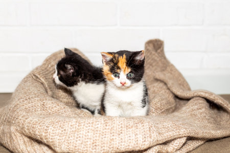 Two multi-colored kittens nestle in a soft knitted blanket.