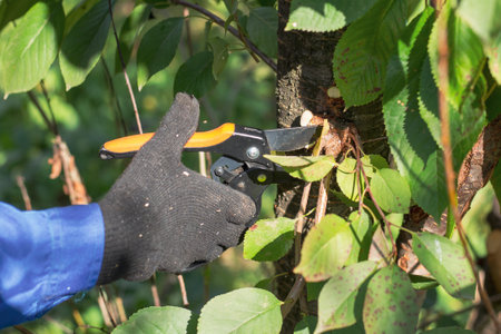 A gloved hand uses pruning shears to trim a tree branch.