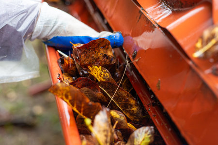 A gloved hand pulling a large pile of wet, rotting autumn leaves from a clogged gutter during a rainstorm.の写真素材