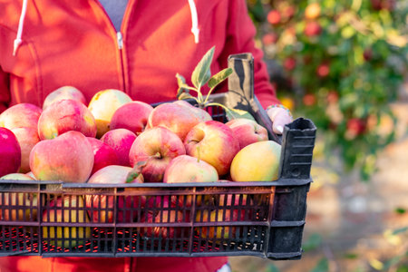 A farmer holds a crate full of freshly picked colorful apples in an orchard, demonstrating autumn bounty.の写真素材