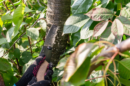 Tree pruning in the fall. A gardener uses a saw to prune a fruit tree in the garden.