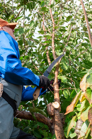 A gardener in overalls stands on a ladder, tending to a fruit tree amidst lush foliage.