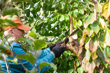A senior gardener wearing a cap and gloves carefully cuts a thick branch from a fruit tree with a...