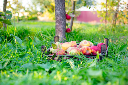 A crate overflowing with freshly picked, bright red and yellow apples stands on the green grass of an orchard. Harvest.の写真素材